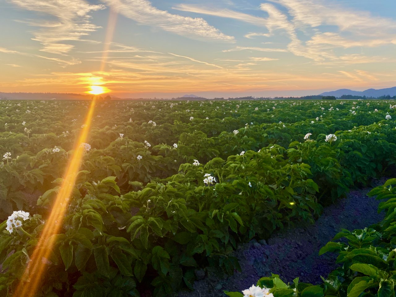 Potato field in Washington at sunset
